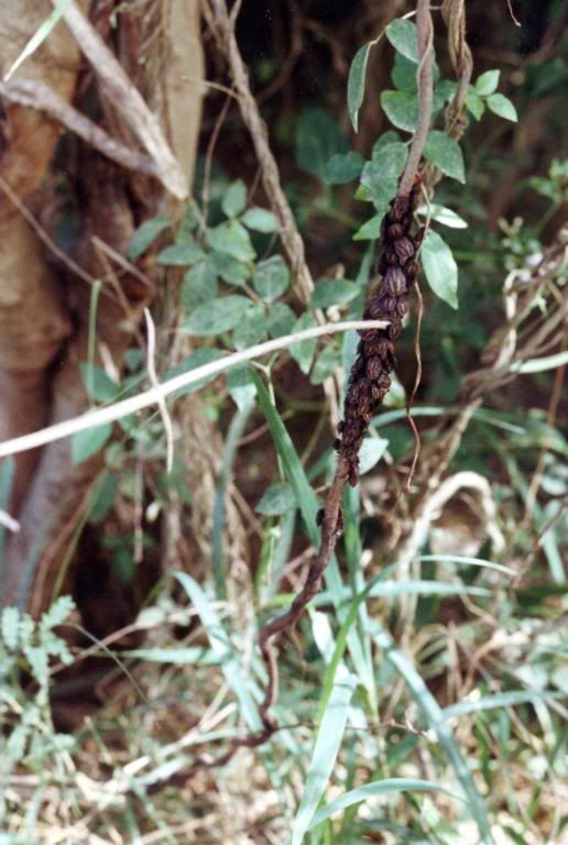Cluster of ticks