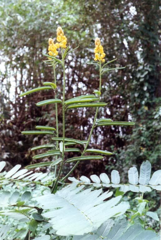 Yellow Flower