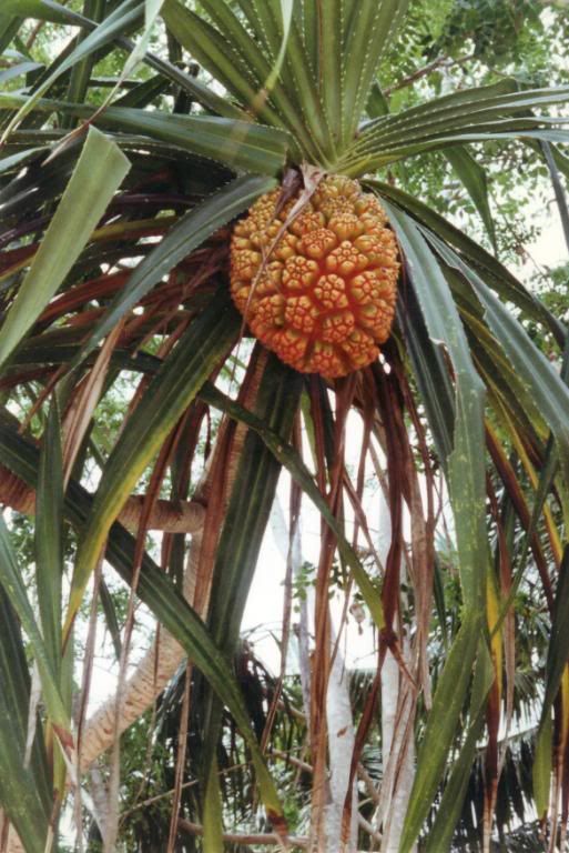 Strange Fruit