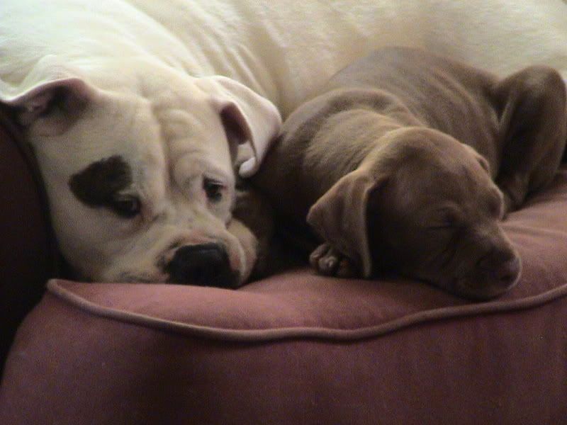 stevepics119.jpg sleepy dog,s image by m0chasky