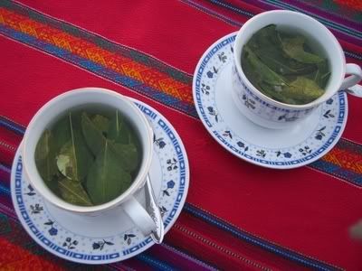 coca tea coca tea