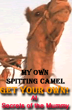 I adopted my own spitting camel!