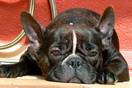 french-bulldog-in-Valencia