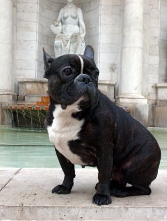 french-bulldog-spain