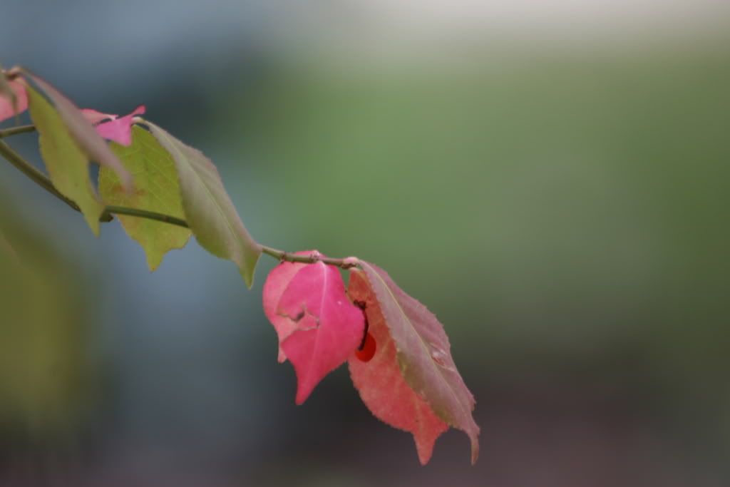 IMAGE: http://i106.photobucket.com/albums/m276/JaGWiREE/IMG_0630.jpg