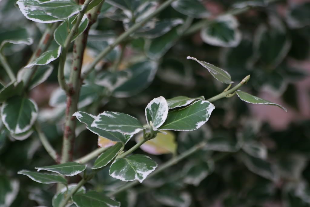 IMAGE: http://i106.photobucket.com/albums/m276/JaGWiREE/IMG_0648.jpg