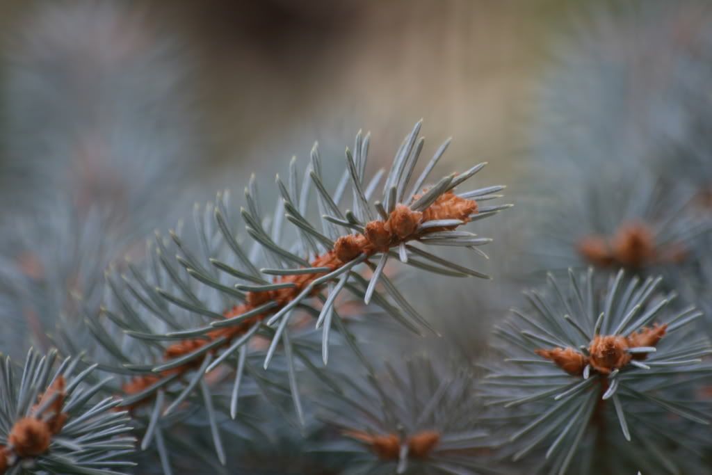 IMAGE: http://i106.photobucket.com/albums/m276/JaGWiREE/IMG_0650.jpg