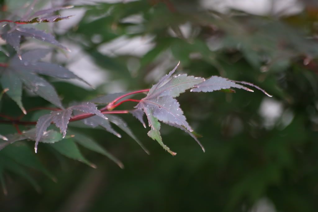 IMAGE: http://i106.photobucket.com/albums/m276/JaGWiREE/IMG_0652.jpg