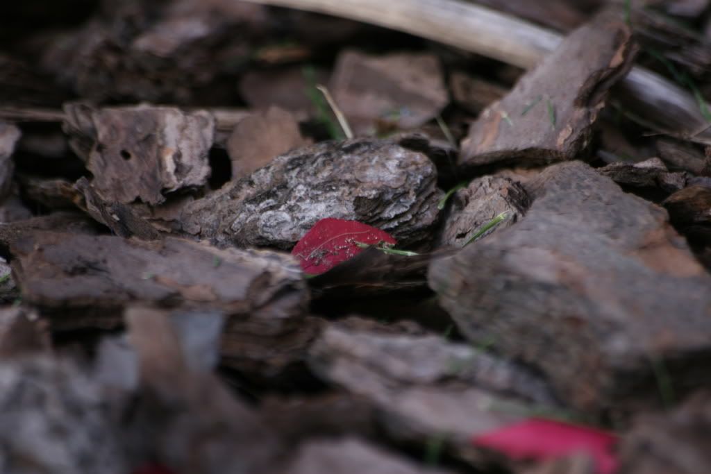 IMAGE: http://i106.photobucket.com/albums/m276/JaGWiREE/IMG_0653.jpg