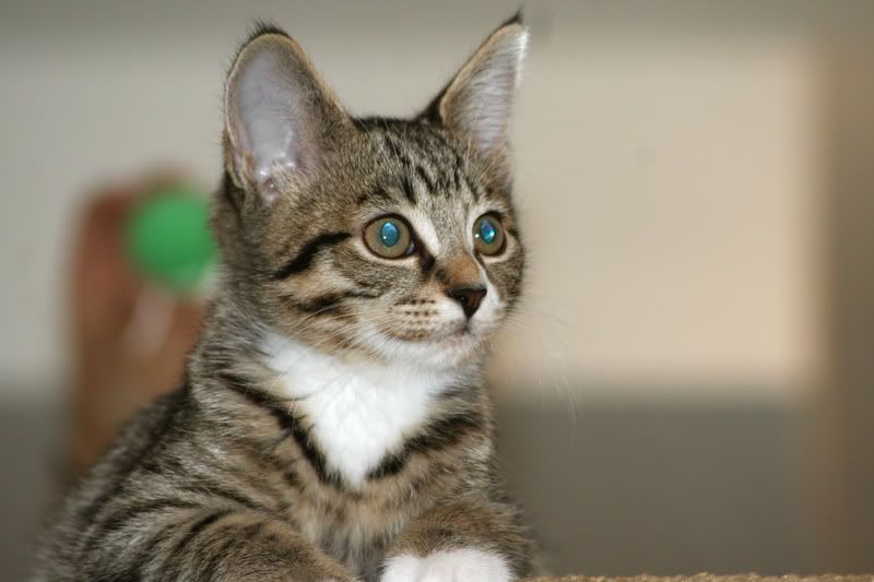 IMAGE: http://i106.photobucket.com/albums/m276/JaGWiREE/IMG_1739_adjusted.jpg