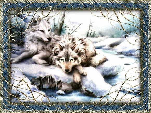 wolf love Pictures, Images and Photos