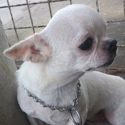 TQ- TOÀN THỊNH CHIHUAHUA HOME FARM - Nhân giống Chihuahua thuần chủng - 5