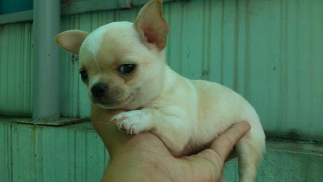 TQ- TOÀN THỊNH CHIHUAHUA HOME FARM - Nhân giống Chihuahua thuần chủng - 8