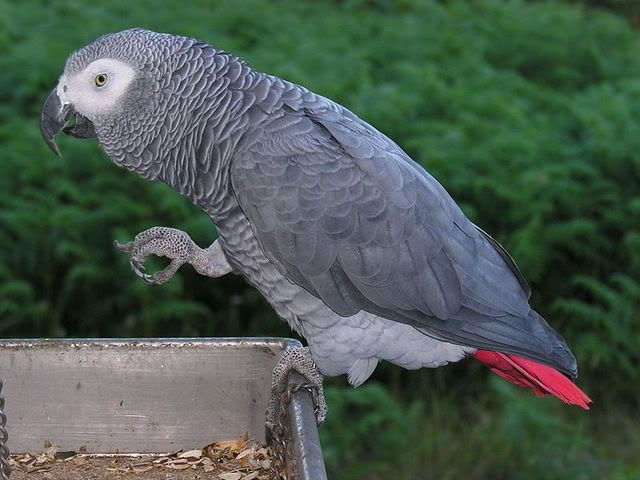 african-grey-parrot.jpg