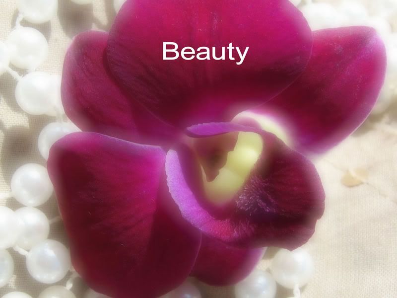 my photography, a flower from the dedication of