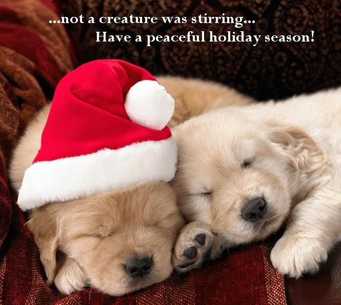Puppies For Christmas. Merry Christmas. merry