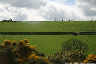 Somewhere in between Durham and Edinburgh lurk these sheep