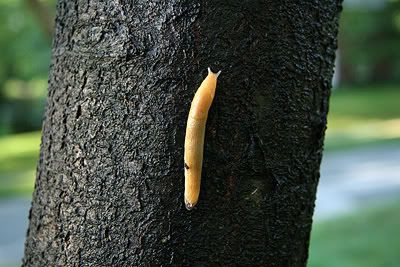Photograph of a slug.