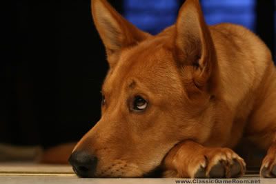 Stella the Wonderdog the classic video game reviewer