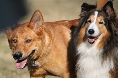 Stella and sheltie