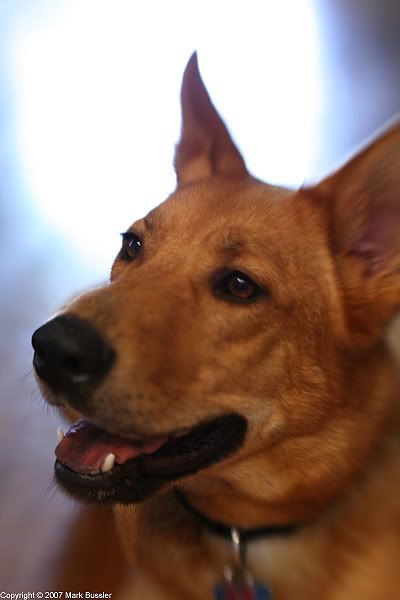 Picture of Stella the Chow Chow German Shepherd mix photographed with Lensbaby 2.0