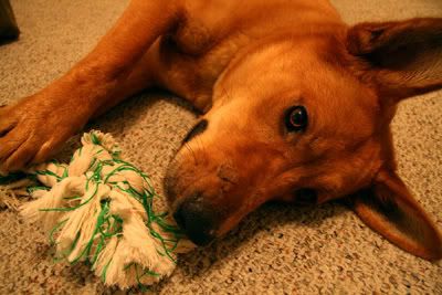 New rope toy!!