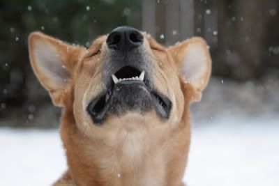 German Shepherd Chow Chow mixed breed in the snow and loving it