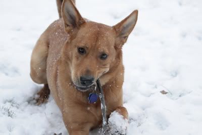 German Shepherd Chow Chow Mixed Breed