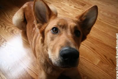 Stella, a German Shepherd Chow Chow Mix