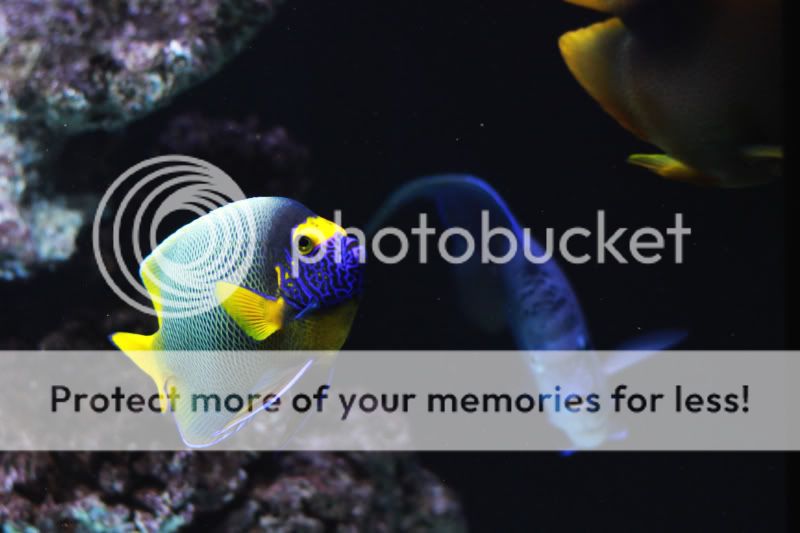 blue-faced angelfish 蓝面神仙 - angelfish 仙鱼