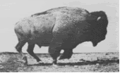 the great american buffalo, the means of survival for the native american indians that was almost wiped out to extinction by the new settlers Pictures, Images and Photos
