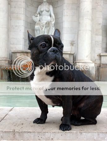 Black French Bulldog on Water fountain