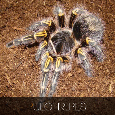 Beginner Tarantula Guide Tarantula Forum