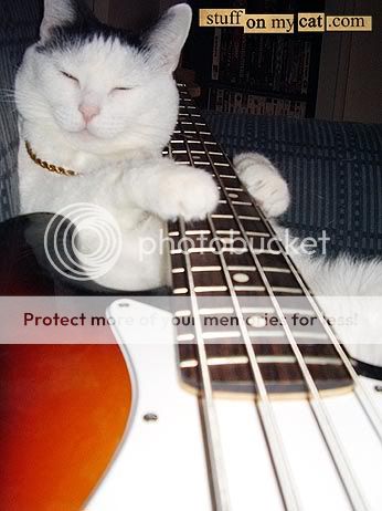 Cat on Bass