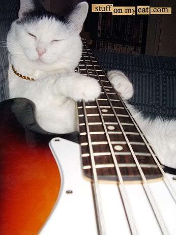 Cat on Bass